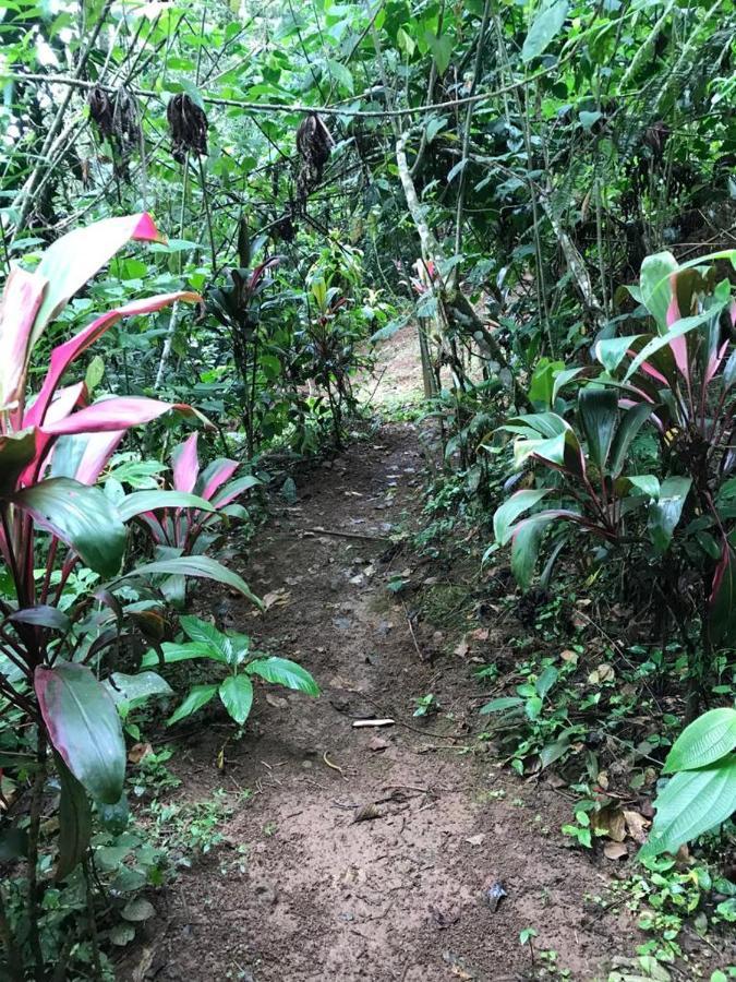Hotel Green Mountain Turrialba Exterior photo